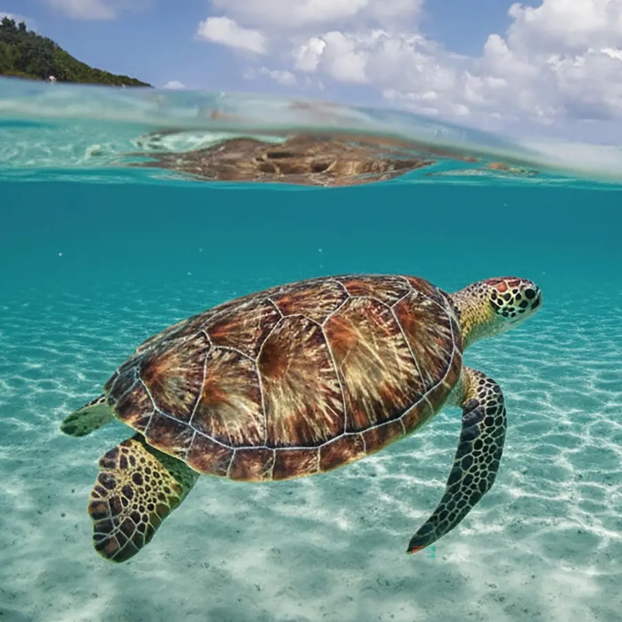 Website snelheid optimalisatie service op Bonaire - schildpad representeert snelle performance en Core Web Vitals verbetering