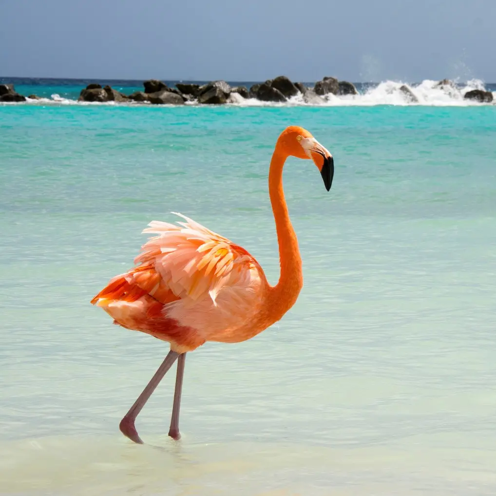 Lokale SEO en zichtbaarheid service op Bonaire - flamingo representeert prominente zoekresultaten en Google Maps optimalisatie