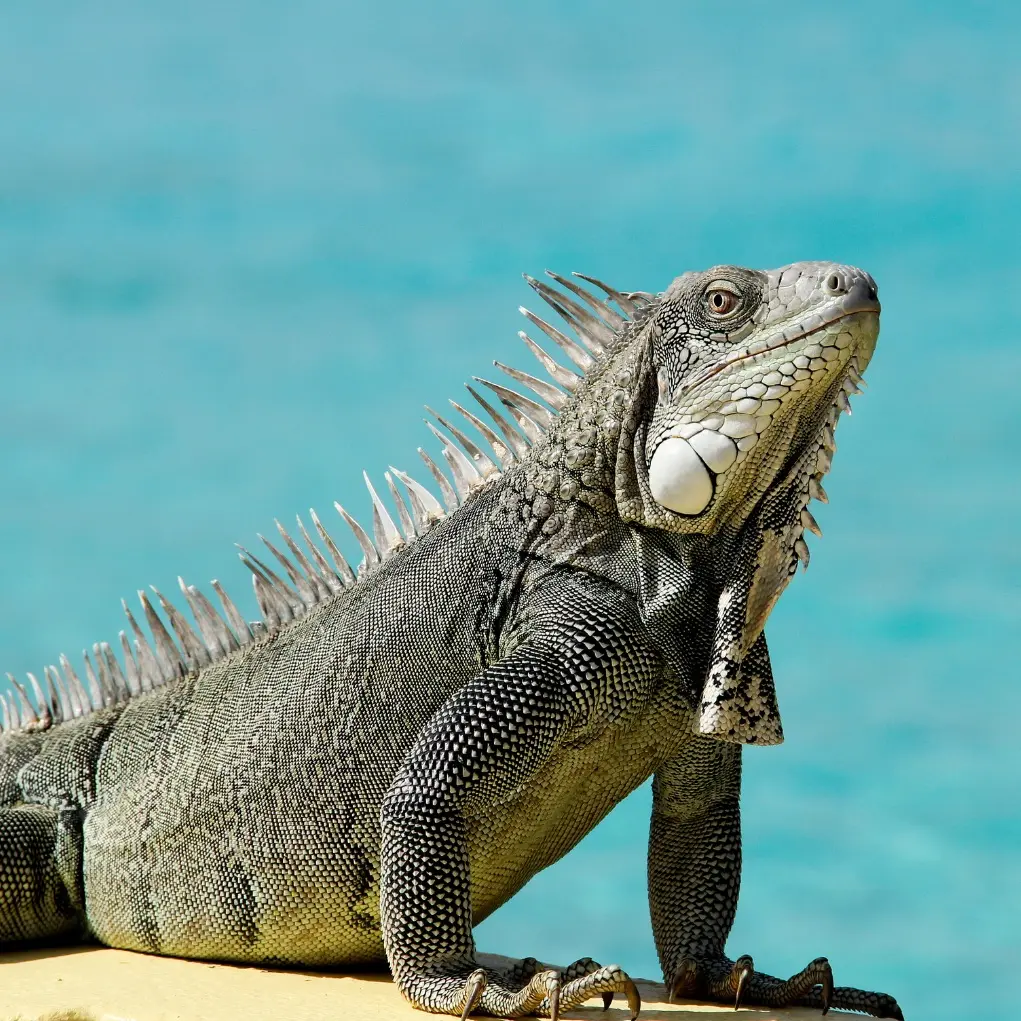 Conversie optimalisatie service op Bonaire - leguaan representeert strategische gebruikerservaring en lead generatie verbetering