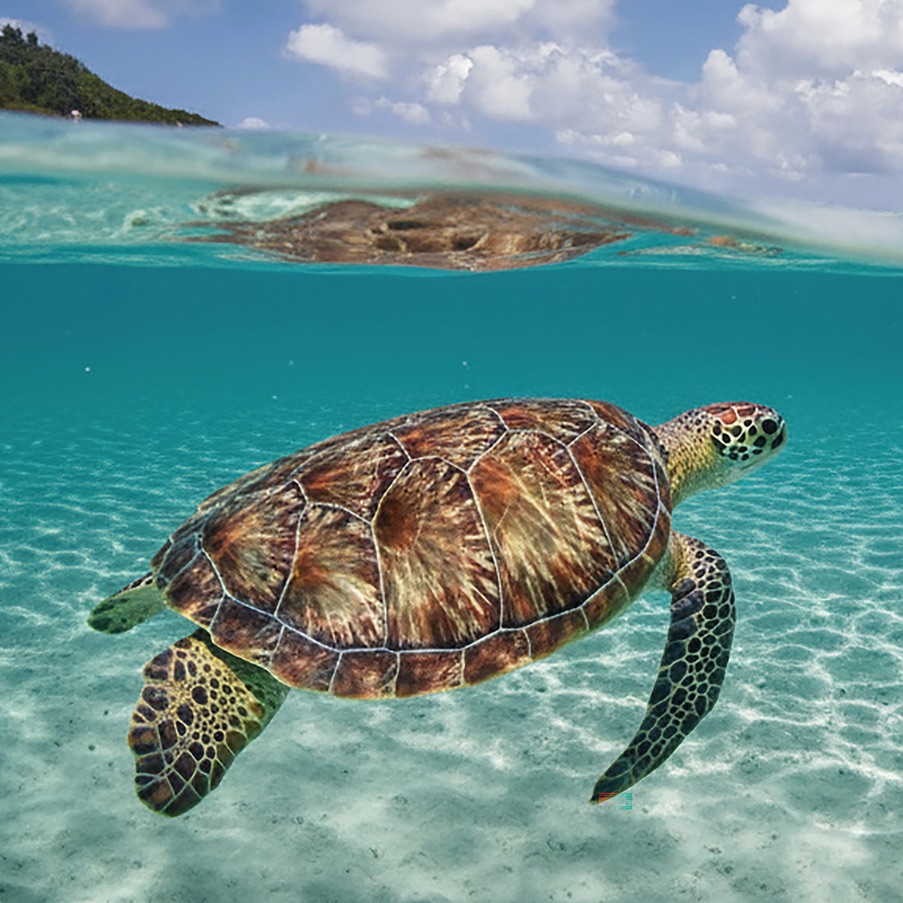 Website snelheid optimalisatie service op Bonaire - schildpad representeert snelle performance en Core Web Vitals verbetering